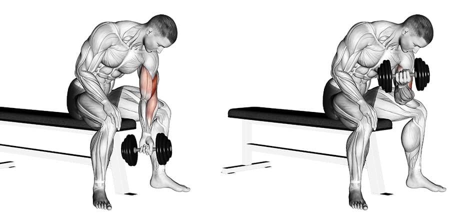 Seated Concentration Curls