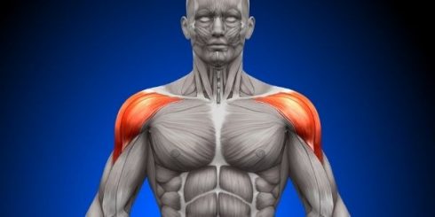 Deltoid Muscles