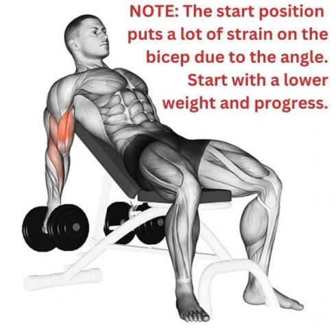 Incline Dumbbell Curls Muscles Worked