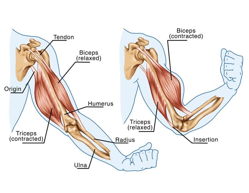 Different Areas Of The Bicep At Kevin Christensen Blog Different Areas Of The Bicep At Kevin Christensen Blog