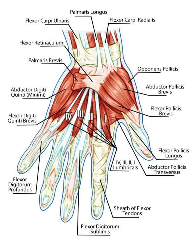 Hand Anatomy Labeled