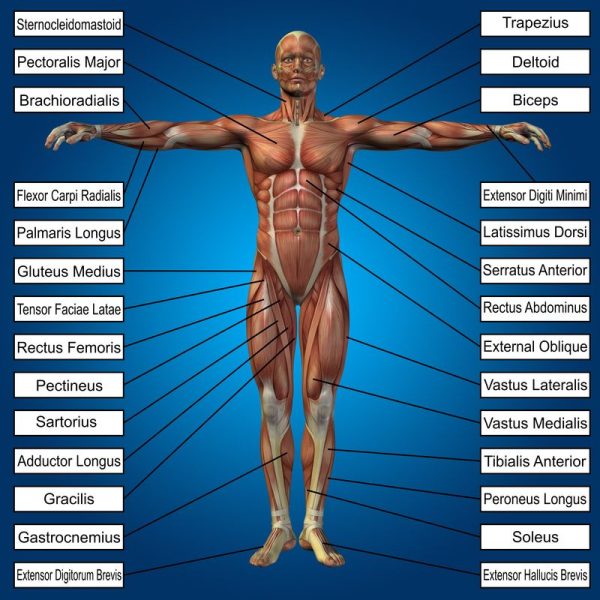 Muscle Diagram Labeled By Front & Back Muscles | A Lean Life
