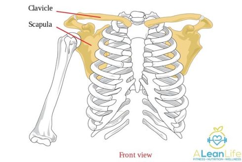Scapula Push-up