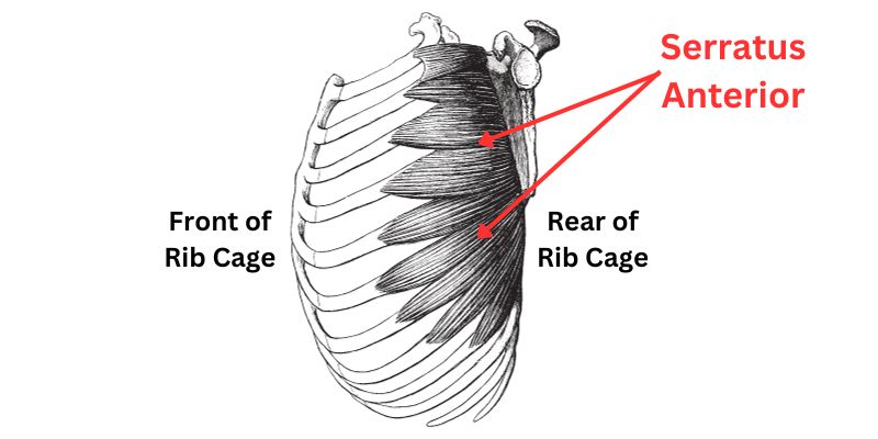 Serratus Anterior for Scapular Push-ups