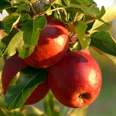 Are Apples Very Healthy?
